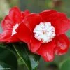 Camélia Bokuhan - Camellia Japonica -Promesse de Fleurs Magasin Camellia Bokuhan Arbustes 85266 1