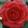 Camélia Coquetti - Camellia Japonica -Promesse de Fleurs Magasin Camellia Coquetti 85275 1