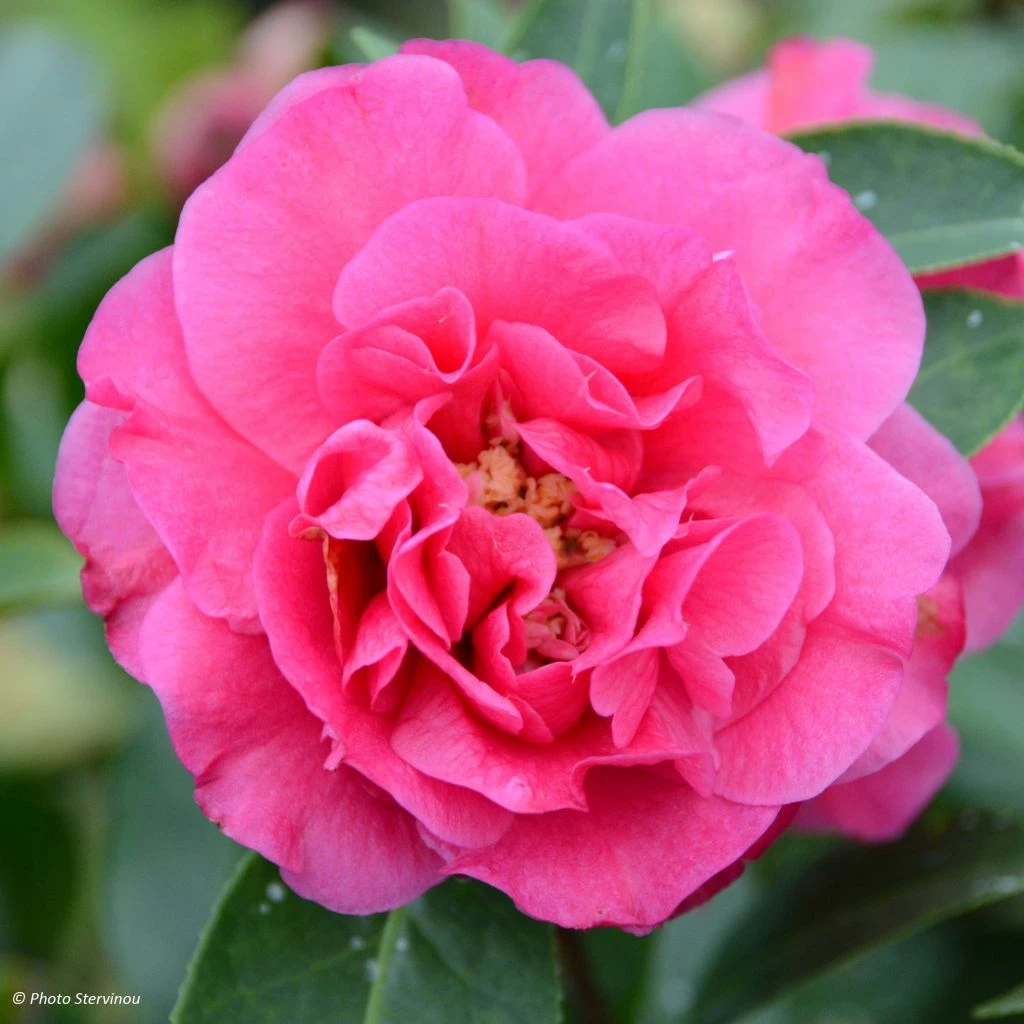 Camelia Fiesta Grande - Camellia (x) Reticulata 3 Camelia Fiesta Grande - Camellia (x) Reticulata