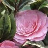 Camélia Classique - Camellia Kerguelen -Promesse de Fleurs Magasin Camellia Kerguelen 781711 1