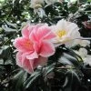 Camélia Lady Vansittart - Camellia Japonica 1 Camélia Lady Vansittart - Camellia Japonica -Promesse de Fleurs Magasin Camellia Lady Vansittart 85271 1
