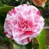 Camélia Lavinia Maggi - Camellia Japonica -Promesse de Fleurs Magasin Camellia Lavinia Maggi 85272 1