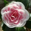 Camélia Classique - Camellia Look Away -Promesse de Fleurs Magasin Camellia Look Away copyright 7817121 1