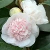 Camélia Marie-Galante - Camellia Japonica 2 Camélia Marie-Galante - Camellia Japonica -Promesse de Fleurs Magasin Camellia Marie Galante IF 17345 1