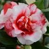 Camélia Midnight Variegated - Camellia Japonica 2 Camélia Midnight Variegated - Camellia Japonica -Promesse de Fleurs Magasin Camellia Midnight variegated IF 16643 1