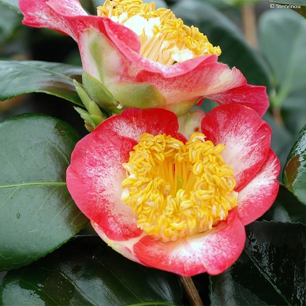 Camélia Okan - Camellia Japonica De Higo 3 Camélia Okan - Camellia Japonica De Higo