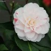 Camélia Stacy Susan - Camellia Japonica -Promesse de Fleurs Magasin Camellia Stacy Susan IF 166410 1