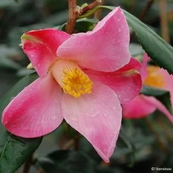 Camélia Tulip Time - Camellia (x) Williamsii