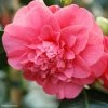 Camélia Chandleri Elegans - Camellia Japonica 1 Camélia Chandleri Elegans - Camellia Japonica -Promesse de Fleurs Magasin Camellia chandleri Elegans 85274 1