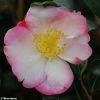 Camélia D'automne - Camellia Sasanqua Gay Border 2 Camélia D'automne - Camellia Sasanqua Gay Border -Promesse de Fleurs Magasin Camellia gay border 782023 1