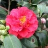 Camélia Blood Of China - Camellia Japonica -Promesse de Fleurs Magasin Camellia japonica Blood of China 87690 1