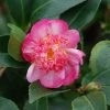 Camélia D'automne - Camellia Sasanqua Choji Guruma 1 Camélia D'automne - Camellia Sasanqua Choji Guruma -Promesse de Fleurs Magasin Camellia sasanqua Choji Guruma 0566002 1