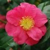 Camélia D'automne - Camellia Sasanqua Sekiyo 1 Camélia D'automne - Camellia Sasanqua Sekiyo -Promesse de Fleurs Magasin Camellia sasanqua Sekiyo 85526 1