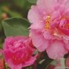 Camélia D Automne - Camellia Sasanqua Showa No Sakae 1 Camélia D Automne - Camellia Sasanqua Showa No Sakae -Promesse de Fleurs Magasin Camellia sasanqua Showa no Sakae 7977 1