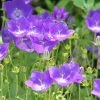 Campanule Carpatica Clips Bleue - Campanule Des Carpates 1 Campanule Carpatica Clips Bleue - Campanule Des Carpates -Promesse de Fleurs Magasin Campanule carpatica Clips bleue en pot de 2 3L 89846 1