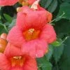 Campsis Radicans - Bignone De Virginie 2 Campsis Radicans - Bignone De Virginie -Promesse de Fleurs Magasin Campsis Radicans ld CarlELewis 681339 1
