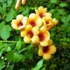 Campsis Radicans Judy - Bignone De Virginie -Promesse de Fleurs Magasin Campsis radicans Judy 681443 1