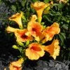 Bignone - Campsis Tagliabuana Summer Jazz Gold -Promesse de Fleurs Magasin Campsis radicans Summer Jazz Gold 84460 1