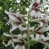 Cardiocrinum Giganteum - Lis Géant De L'Himalaya 2 Cardiocrinum Giganteum - Lis Géant De L'Himalaya -Promesse de Fleurs Magasin Cardiocrinum giganteum 82943 1