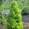Carpinus Betulus Monumentalis - Charme Commun -Promesse de Fleurs Magasin Carpinus betulus Monumentalis Charme commun V 1004271 1