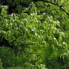 Carpinus Fangiana - Charme De Fang -Promesse de Fleurs Magasin Carpinus fangiana 0778002 1