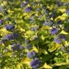 Caryopteris Hint Of Gold 2 Caryopteris Hint Of Gold -Promesse de Fleurs Magasin Caryopteris Hint of Gold 85033 1
