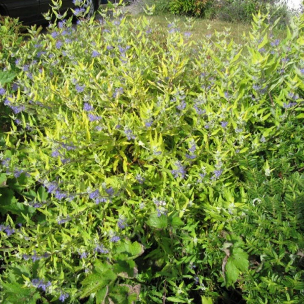 Caryopteris Worcester Gold - Spirée Bleue, Barbe-bleue 3 Caryopteris Worcester Gold - Spirée Bleue, Barbe-bleue