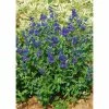 Caryopteris Clandonensis First Choice - Spirée Bleue -Promesse de Fleurs Magasin Caryopteris clandonensis First Choice 89414 1