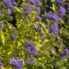 Caryopteris Incana Sunny Blue - Spirée Bleue, Barbe Bleue -Promesse de Fleurs Magasin Caryopteris incana Sunny Blue Spiree bleue Barbe bleue copyright 18288 1