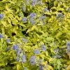 Caryopteris Incana Sunshine Blue - Barbe-bleue, Spirée Bleue -Promesse de Fleurs Magasin Caryopteris incana Sunshine Blue 781571 1