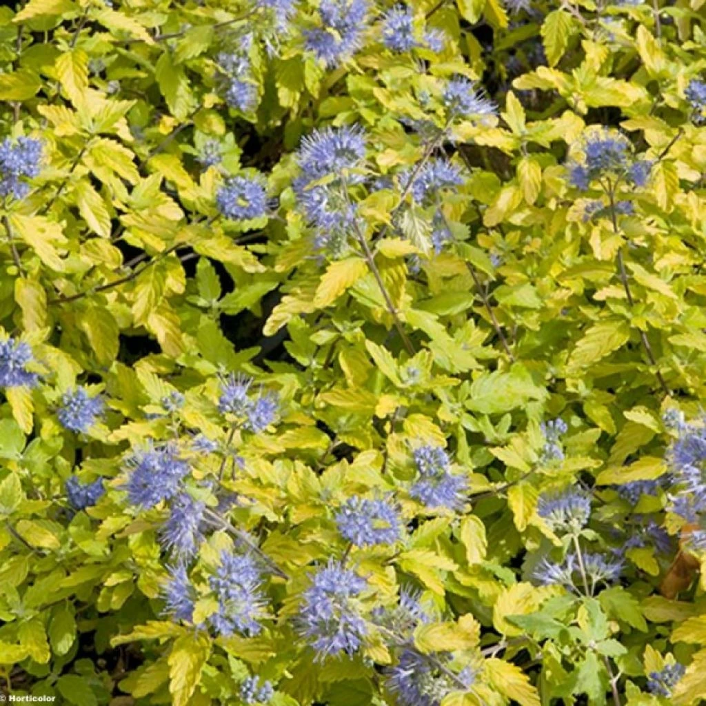 Caryopteris Incana Sunshine Blue - Barbe-bleue, Spirée Bleue 3 Caryopteris Incana Sunshine Blue - Barbe-bleue, Spirée Bleue