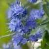 Caryopteris X Clandonensis Blauer Spatz (Oiseau Bleu) -Promesse de Fleurs Magasin Caryopteris x clandonensis Blauer Spatz Oiseau Bleu IF 17888 1