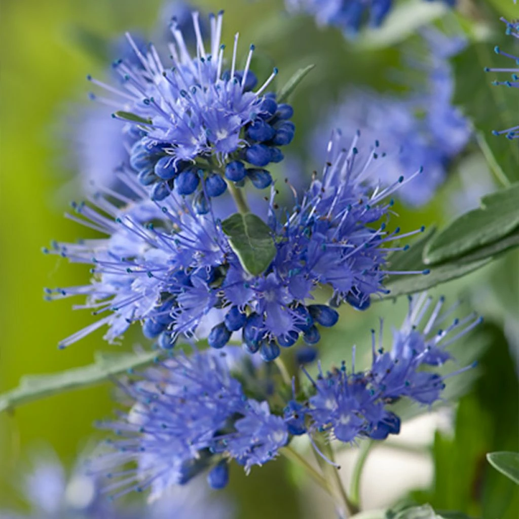Caryopteris X Clandonensis Blauer Spatz (Oiseau Bleu) 3 Caryopteris X Clandonensis Blauer Spatz (Oiseau Bleu)
