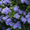 Céanothe Autumnal Blue 1 Céanothe Autumnal Blue -Promesse de Fleurs Magasin Ceanothe Autumnal Blue ceanothus copyright 876871 1