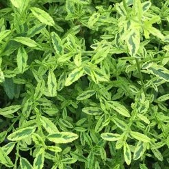 Céanothe Impressus Lemon & Lime - Lilas De Californie