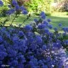 Céanothe Blue Sapphire 1 Céanothe Blue Sapphire -Promesse de Fleurs Magasin Ceanothus Blue Sapphire 87735 1