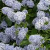 Céanothe Edinburgh -Promesse de Fleurs Magasin Ceanothus Edinburgh 87737 1