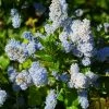 Ceanothus Arboreus Concha - Lilas De Californie -Promesse de Fleurs Magasin Ceanothus arboreus Concha 82192 1