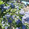 Céanothe Arboreus Trewithen Blue -Promesse de Fleurs Magasin Ceanothus arboreus trewithen blue ld Walllygrom 9508 1