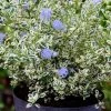 Céanothe Impressus Cool Blue - Lilas De Californie -Promesse de Fleurs Magasin Ceanothus impressus Cool Blue 88784 1