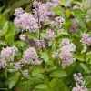 Céanothe Pallidus Marie Rose - Lilas De Californie -Promesse de Fleurs Magasin Ceanothus pallidus Marie Rose 781572 1