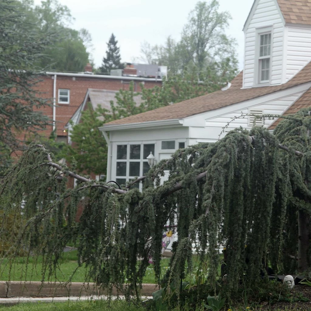 Cèdre De L'Atlas Pleureur - Cedrus Libani Atlantica Pendula 3 Cèdre De L'Atlas Pleureur - Cedrus Libani Atlantica Pendula