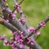 Cercis Canadensis Little Woody - Gainier Du Canada -Promesse de Fleurs Magasin Cercis canadensis Little Woody 84399 1