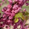 Cercis Canadensis Pink Pom Pom's - Gainier Du Canada -Promesse de Fleurs Magasin Cercis canadensis Pink Pom Pom s 83991 1