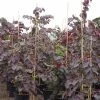 Cercis Canadensis Ruby Falls – Arbre De Judée Pleureur, Nain Et Pourpre 2 Cercis Canadensis Ruby Falls – Arbre De Judée Pleureur, Nain Et Pourpre -Promesse de Fleurs Magasin Cercis canadensis Ruby Falls 82956 1