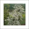 Cercis Canadensis Vanilla Twist - Gainier Du Canada Pleureur Blanc -Promesse de Fleurs Magasin Cercis canadensis Vanilla Twist 83992 1