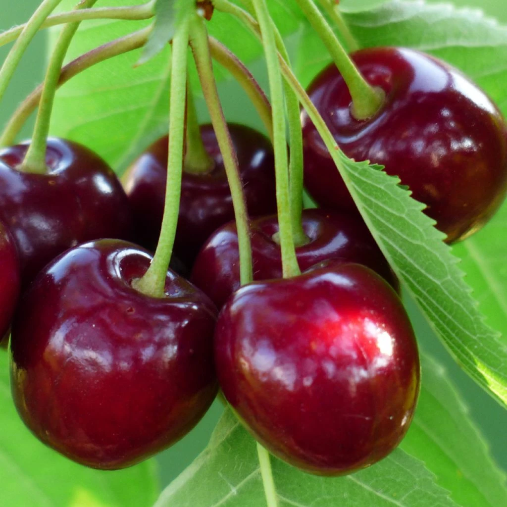 Cerisier Bigarreau Burlat 3 Cerisier Bigarreau Burlat