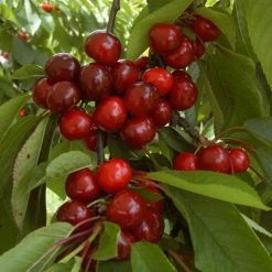 Cerisier Bigarreau Bigalise - Georges Delbard