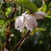 Cerisier à Fleurs Du Japon Nain - Prunus Incisa Oshidori -Promesse de Fleurs Magasin Cerisier a fleurs du japon nain Prunus incisa Oshidori copright 8422111 1
