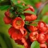 Cognassier Du Japon - Chaenomeles Japonica Orange Beauty -Promesse de Fleurs Magasin Chaenomeles japonica Orange Beauty 100062 1 1